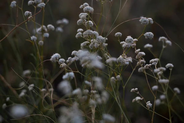 Beau Fond Paysage Fleurs Blanches Prairie Sur Une Soirée Été — Photo