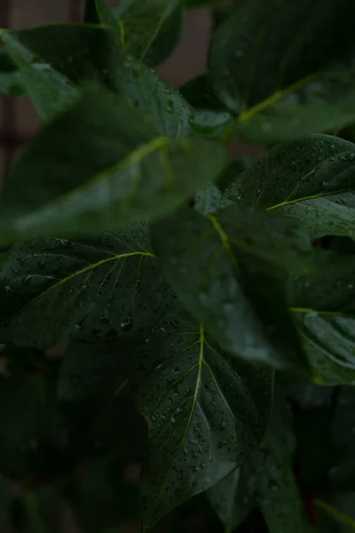 深绿色的叶子 雨后湿透了 雨滴落在树叶上 — 图库照片