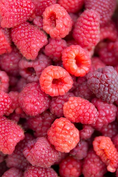 Rode Frambozen Veel Bessen Zomeroogst Uit Tuin — Stockfoto