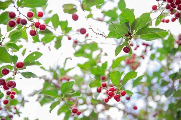 Schöne Rote Kirschbeeren Auf Einem Baum Einem Sommergarten — Stockfoto