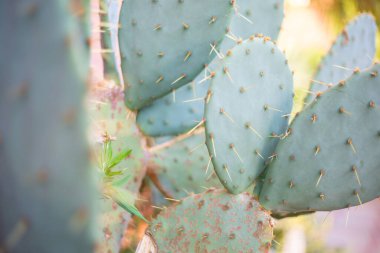 Dikenli armut kaktüsü - büyük, dikenli ve yeşil