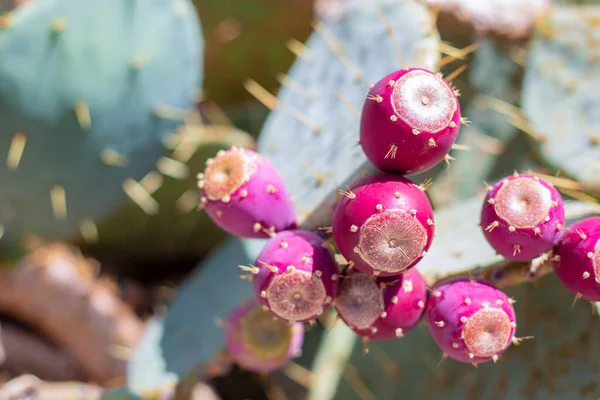 Stekelige Peer Cactus Groot Stekelig Groen Met Paarse Stekelige Aanhangsels — Stockfoto