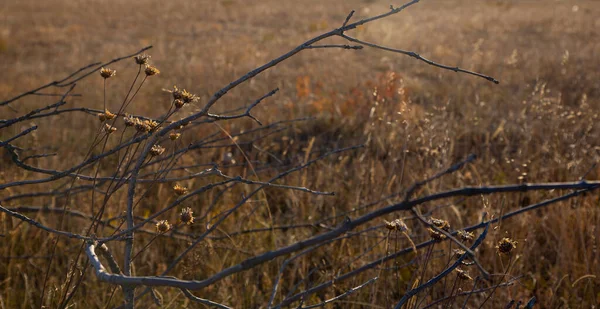 Голые Серые Ветви Одинокого Дерева Осеннем Поле Пожелтевшими Осенними Цветами — стоковое фото