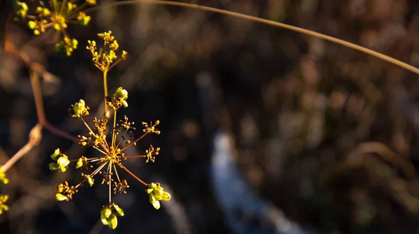 Beaux Chauds Automne Paysage Automne Herbes Fleurs Dans Domaine — Photo