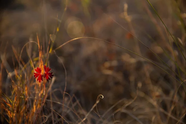 Beaux Chauds Automne Paysage Automne Herbes Fleurs Dans Domaine — Photo