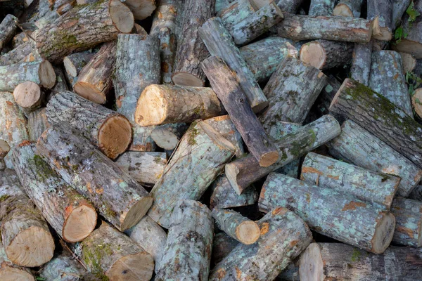 木製の背景 ソーンログ 異なるサイズと色合いの木の切り株 — ストック写真
