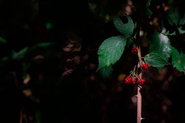 Bacche Rosse Sulla Linea Verde Spinato Sfondo Scuro — Foto Stock