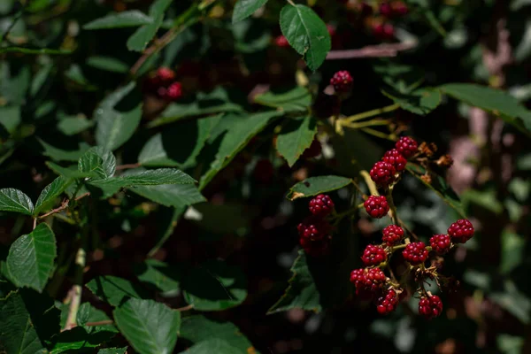 Rote Beeren Auf Dem Grünen Stacheldraht Der Hintergrund Ist Dunkel — Stockfoto