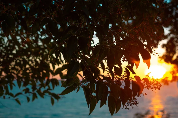 夕阳西下的太阳在无边无际的大海的映衬下 照在树上的树叶上 — 图库照片