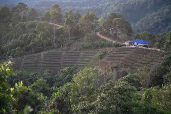 Uitzicht Natuur Thailand — Stockfoto