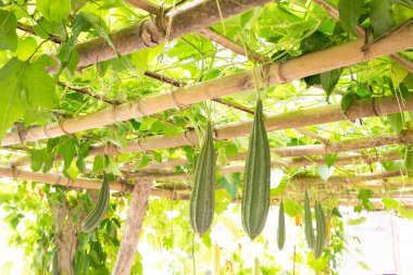 Çiftlikteki acı kabak bitkileri.