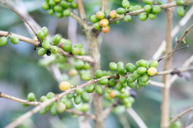 Yakın çekim, Arabica kahve berryağaç, Tayland Kuzey kahve çekirdekleri olgunlaşan, Bulanıklık arka plan.