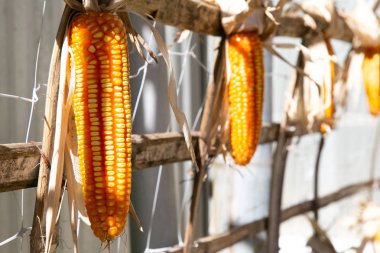 alanında sap üzerinde taze mısır