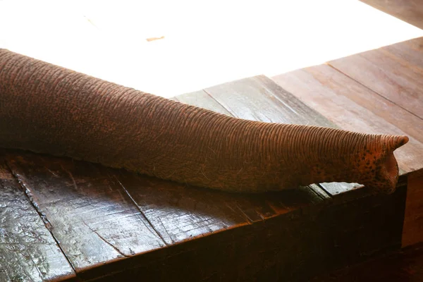 Крупный План Ствола Слона — стоковое фото