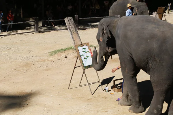 Elephant painting or drawing flower art show,discernment and man working in Thailand.Concept for travel.