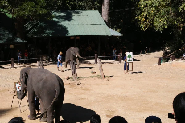 Elephant painting or drawing flower art show,discernment and man working in Thailand.Concept for travel.