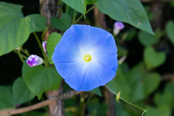 Mavi Yıldız Ipomoea üç renkli Heavenly Blue