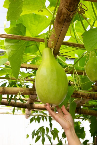 Fresh of green Winter melon on the tree.The Winter Melon, also called Ash Gourd, White Gourd, Winter Gourd, Tallow Gourd Chinese preserving melon is a vine grown for its very large fruit.