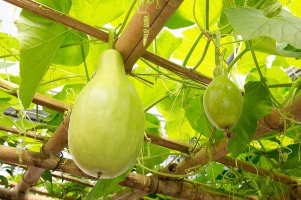 Fresh of green Winter melon on the tree.The Winter Melon, also called Ash Gourd, White Gourd, Winter Gourd, Tallow Gourd Chinese preserving melon is a vine grown for its very large fruit.