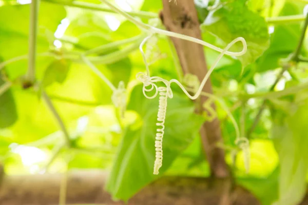 Fresh of green Winter melon on the tree.The Winter Melon, also called Ash Gourd, White Gourd, Winter Gourd, Tallow Gourd Chinese preserving melon is a vine grown for its very large fruit.