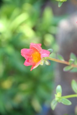 Pembeli bir Rosa Rubiginosa 'nın yakın çekimi..
