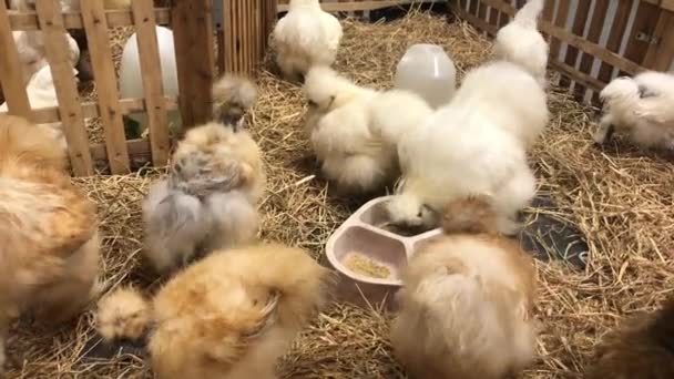 Chick Silkie Chicken fur is similar to a soft silk thread with a furry appearance animal — Stock Video