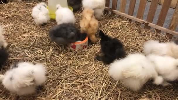 Chick Silkie Chicken fur is similar to a soft silk thread with a furry appearance animal — Stock Video