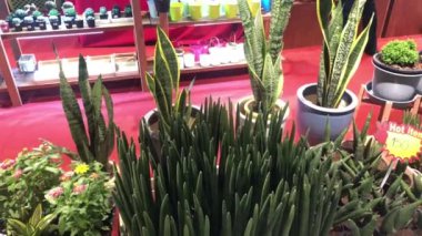 Bitki pazarı borsa görüntülerinde yol boyunca yürüyoruz.