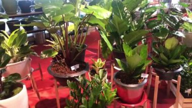 Bitki pazarı borsa görüntülerinde yol boyunca yürüyoruz.