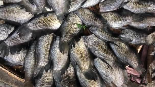 Gourami Pescado que son plantas secadoras de pescado seco con luz solar.Conservación salada mariscos filetes de pescado crudo secado en la mesa de mimbre en el mercado local. — Vídeos de Stock