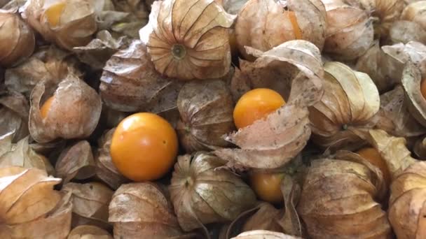 Fruits de la cerise de terre avec des gouttes d'eau tourné. Fermer Physalis frais mûr, baies jaunes. Cape groseille à maquereau. Baies d'or. — Video