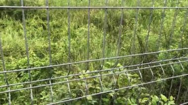 Bir tepe ve bankları olan eski bir parktaki metal tel örgülerin demir ağına yakın. Hapis kavramı