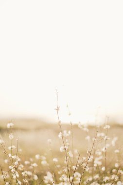 Beyaz gökyüzü karşı beyaz çiçekler