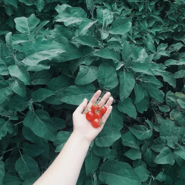 El ile yeşil domates