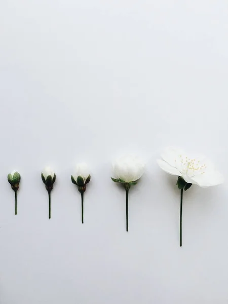 Aşamalı kiraz çiçeği büyüme