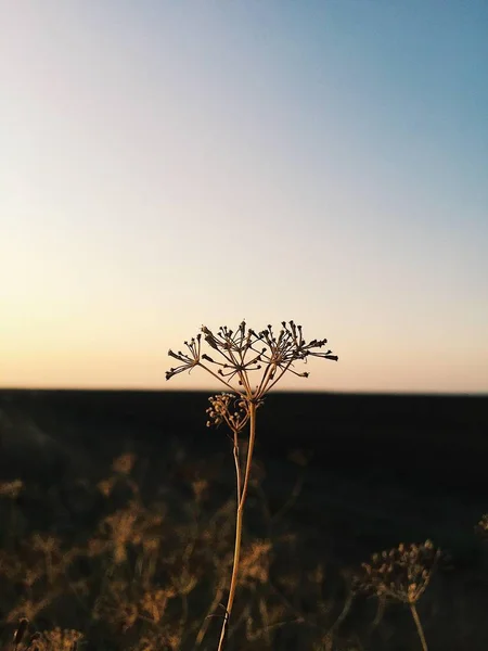 tarladaki kuru otlar
