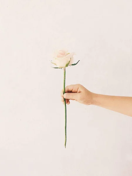 Bebeğin elinde gül