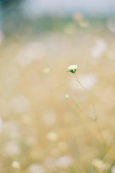 Tarlada yalnız bir çiçek