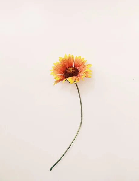 beyaz arkaplanda turuncu çiçek