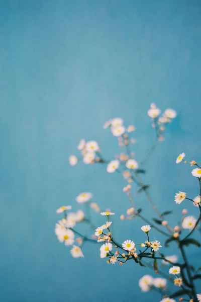 mavi bir arka plan üzerinde papatya