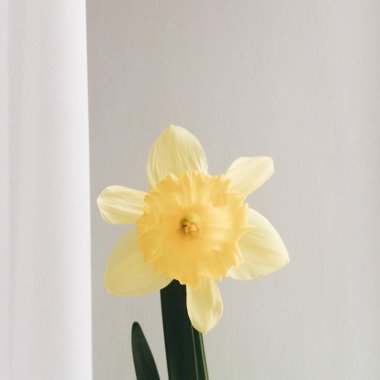 Narcis üstünde beyaz bir arka plan