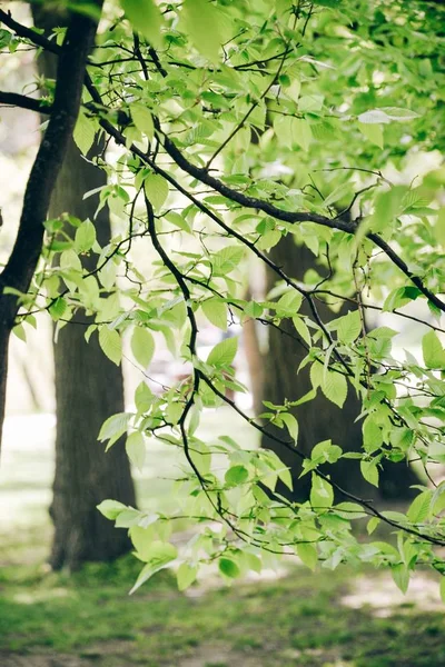 Ağaçtaki yeşil yapraklar