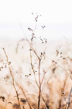 tarlada kurutulmuş çiçekler