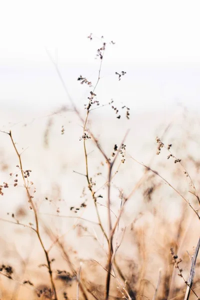 tarlada kurutulmuş çiçekler