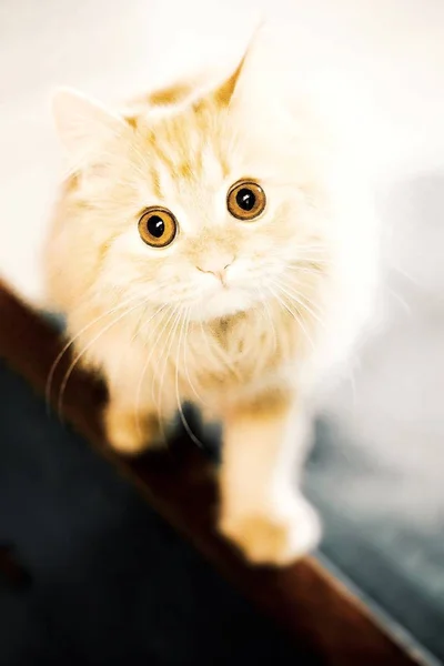 Kamerada bir kedi arıyorum