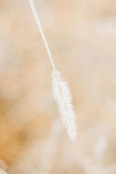 Spikelet Met Sneeuw Winter Stockafbeelding