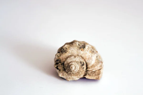 Beyaz arka planda gri deniz kabuğu