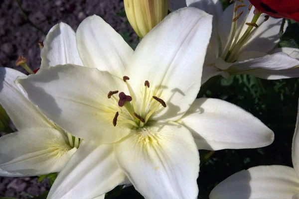 Bahçede güzel beyaz zambaklar