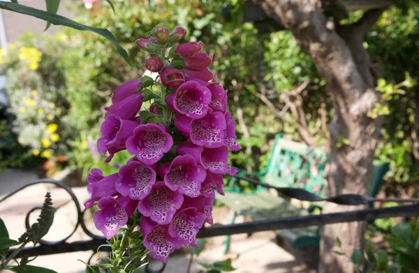 Bahçede Güzel foxglove
