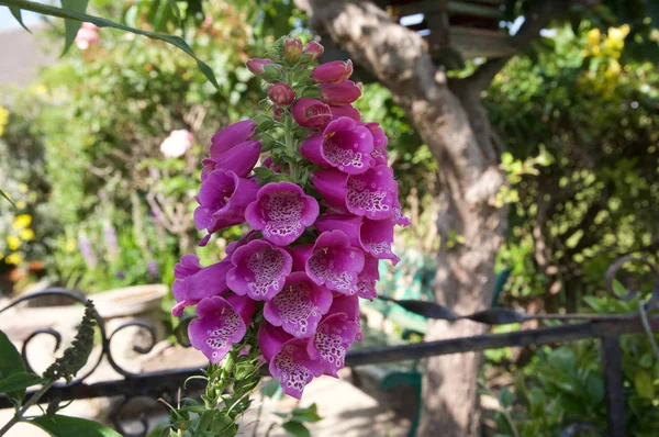 Bahçede Güzel foxglove